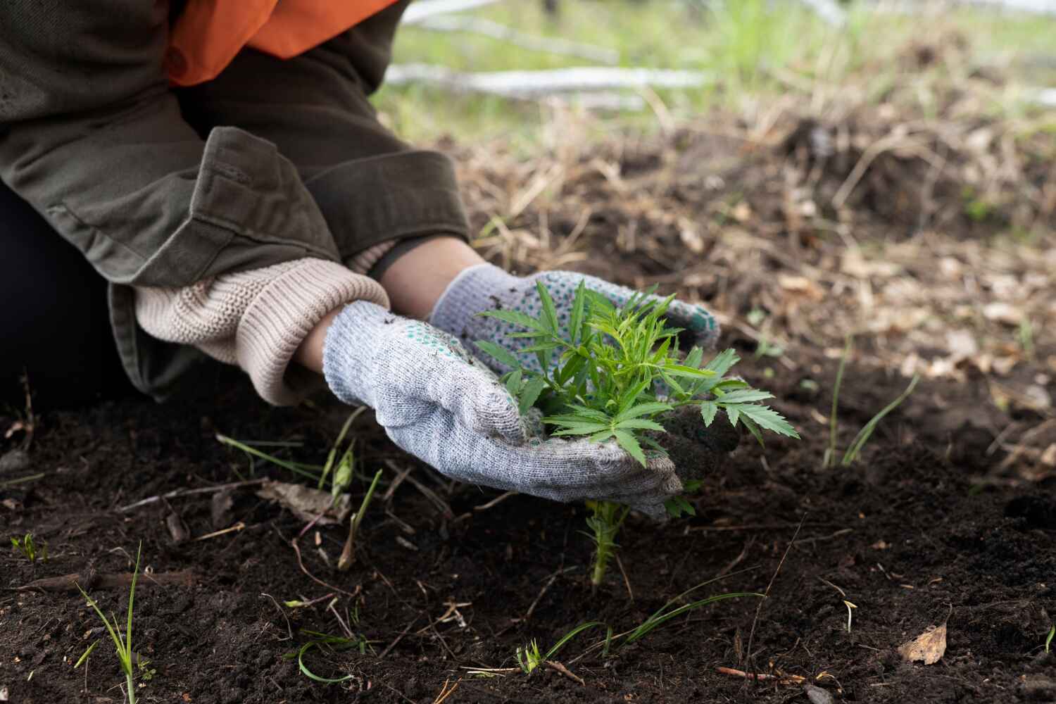 Best Tree Removal Near Me  in Blue Ridge, AL